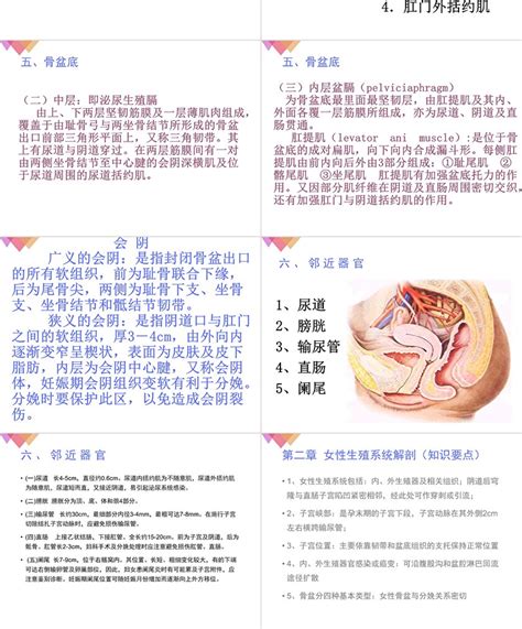 女性生殖器|女性生殖系统解剖图（建议收藏）